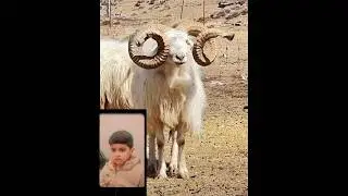 Big Horn Bash | Urial Wild Sheep 🐏#wild #sheep #reaction #ytshort #viral #shorts