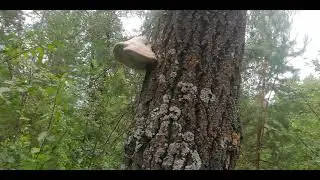 Трутовик настоящий (Fomes fomentarius)