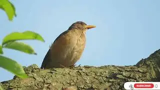 Bird Singing NonStop,The African Thrush(Turdus pelios) Enjoying African Life