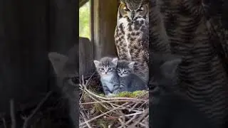 Kittens take over a new nest&hellip; Mom Owl doesn't back down #cute #wildlife #animals