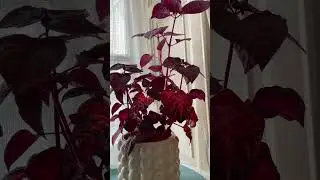 Iresine Herbstii Bloodleaf Plant #houseplants #indoorplantlover #indoorplants #indoorjungle