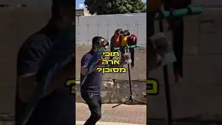 האם תוכי ארה מסוכן לילדים? #חוויה_מאלפת #קורס_אילוף #תוכי_ארה