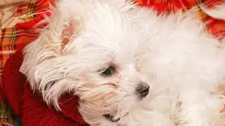 Can Maltese Dogs be Prone to Separation Anxiety?