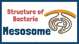 Structure of Bacteria | Part 6 | Mesosome