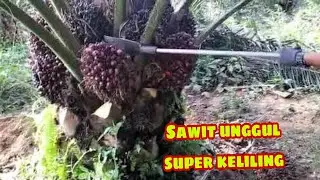 Panen sawit super unggul // sawit pokokrendah