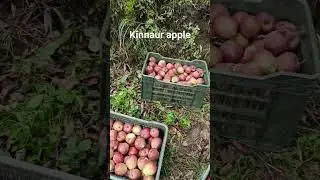 kinnaur Apple season 2023