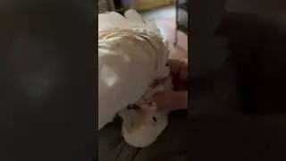 This is how spoiled Jasper is #goffinscockatoo #parrot #cockatoolife #cockatoo #viral #cockatoomom