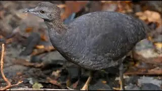 Canto do ja&oacute; preta. Ou lambu preta