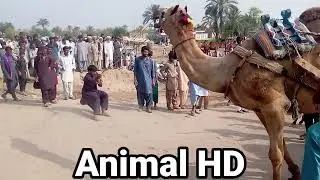 Camel Carts Full loaded 250+ Weight Bunn ki chaare Charhtey Howey 2023