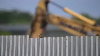 Amur Stonechat at Seletar Crescent, Feb 14, 2026
