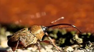 Eichelbohrer (Curculio glandium) - Weibchen