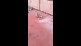 Owl in Belize city Central America