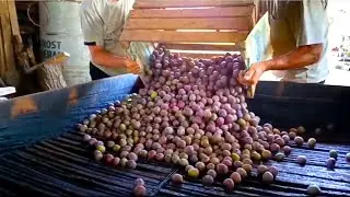Traditional Drying Fruits in a Ukrainian Village