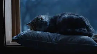 🌙 Sleeping Cat Piano Music | Deep Night Relaxation (LIVE)