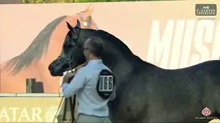 N.66 AZZAAM AL AMAL - GCAT Muscat 2025 - Junior Colts - Section A (Class 5A)