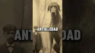 Asi era el tama&ntilde;o de los perros antes #shorts