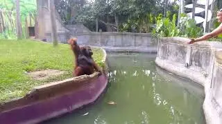 Who is smarter?? Man Vs. Orangutan