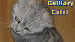 What Are The Guillory Cats Up To  Friday? 😻