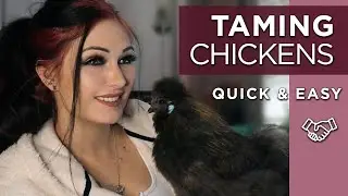 Easy: How to Tame & Train Your Chicken