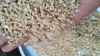 Cashew nuts wholesale suppliers india