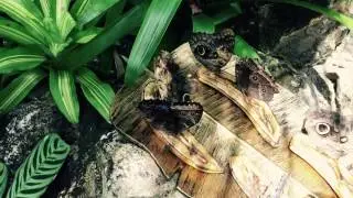 UF FLMNH Butterfly Rainforest 2