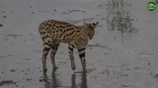Moment of the Week: Serval hunting in the Mara