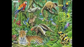 Mighty pets adventure of Wild Animals Rescue Season 2 Episode 11 Rainforest Stew
