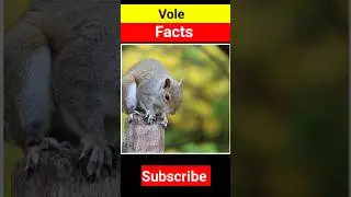 Facts About Vole #animalfacts #facts #youtubeshorts #shortsfeed #shorts