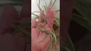 Spider plant winter care baby grow