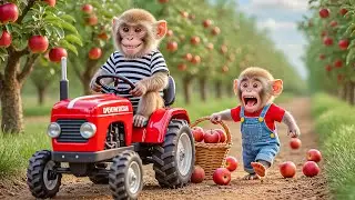 Baby Monkey Nana Drives Tractor to Harvest Apples & Make Yummy Apple Treats 🐒🚜🍎🍏