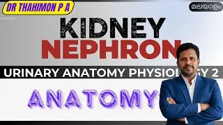 Kidney Anatomy Malayalam Nephron Anatomy Malayalam Urinary System Anatomy Physiology Malayalam