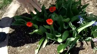 Weather folklore: predicting weather with tulips