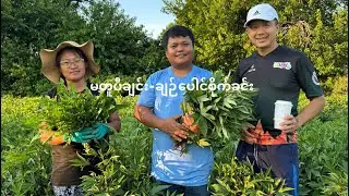 USA မတူပီချင်း-ချဉ်ပေါင်စိုက်ခင်း