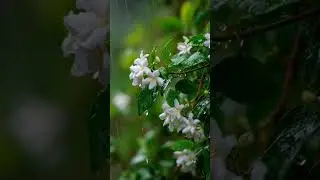 jasmine plant in full bloom during gentle rainfall. #usbotanicgarden #goldenrod #plantcommunity #br