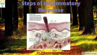 Steps of Inflammatory Response I Episode 11
