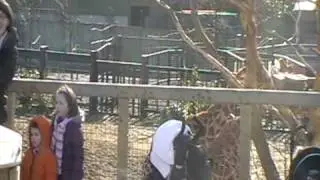 What Noise Does A Giraffe Make