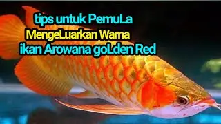 TIPS MENGELUARKAN WARNA IKAN AROWANA GOLDEN RED