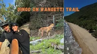 NEW WANGETTI TRAIL CAIRNS. ALMOST HIT DINGO!