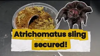 From Sling to Future Beast | Phormictopus atrichomatus Rehousing