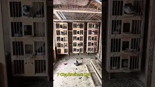 Breeders Are All Paired Up #pigeon #pigeonracing #pigeonhobby #racingpigeon #fyp #shorts