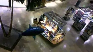 Mall shark