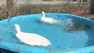 My call ducks swimming in their pool.