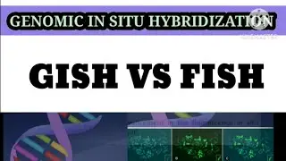 GISH (GENOMIC IN SITU HYBRIDISATION) EXPLAINED|| GISH VS FISH IN HINDI
