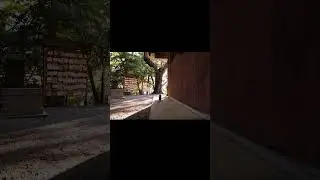 Quiet Walk &mdash; A cat passing through afternoon light