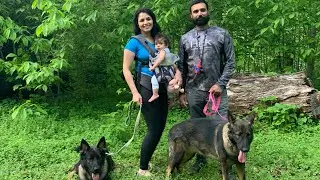Is two working line German Shepherd better than One??