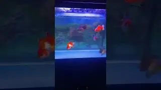 Short tail Oranda Goldfish #pets #goldfish  #fishkeeping  #animals #freshwateraquarium