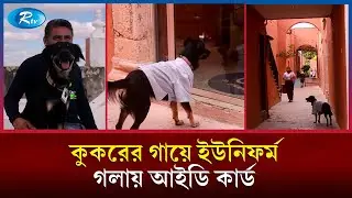 রাস্তার কুকুর এখন সরকারি অফিসের ‘ডিরেক্টর’! | Director Dog | Rtv News