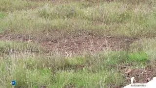 🦉🦉🦉 Burrowing Owl (Athene Cunicularia ) 🦉🦉🦉