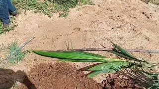 Capillary structure