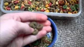 Gerbil Diet